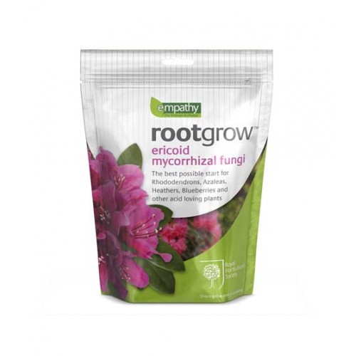 Pot Grown Thornless Blackberry Triple Crown | ScotPlants Direct